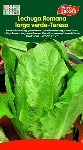 Eurogarden - Semillas Hortícolas.Lechuga Romana Larga Verde - Teresa