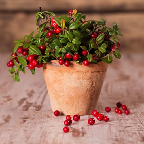 50 piezas plantar semillas de arándanos frutas exoticas Semillas de arándano árboles jardín resistente planta en maceta de árboles frutales enanos semillas de frutas plantas en macetas