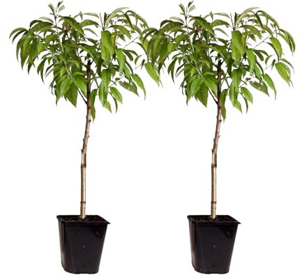 Plant in a Box - Pfirsichbaum - 2 Stk - Prunus Bonanza, Saturne - Höhe 60-70cm - ⌀15cm