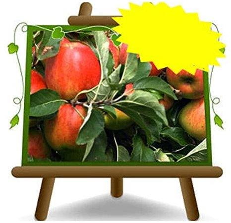 Pommiers museau de Bove - Plante fruitière vieux sur pot 26 - arbre max 170 cm - 4 ans