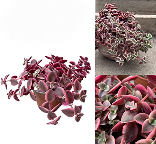 POWERS TO FLOWERS - CRASSULA PELLUCIDA MARGINALIS Vaso 12cm diametro, pianta vera