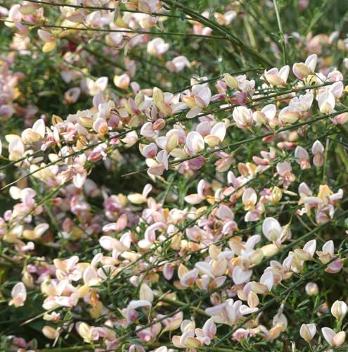 Ginster Cytisus scoparius 'Mrs. Norman Henry' Besenginster 40-60 cm winterhart Freilandaufzucht