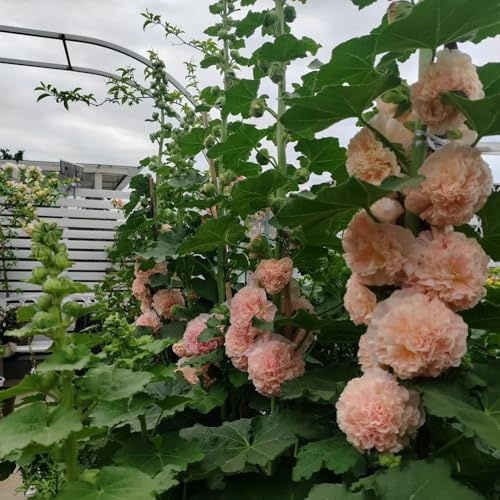 semi di malvarosa - esotiche resistenti Varietà antiche balconi giardino interno 750pcs