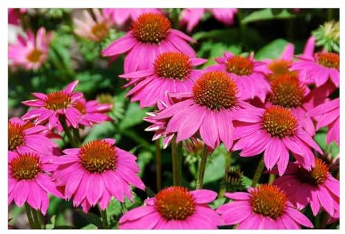 1 x Echinacea purpurea ‚PowWow Wild Berry' (Stauden/Staude/Mehrjährig/Winterhart) Pinker Purpursonnenhut Scheinsonnenhut - sehr Insekten- und Bienenfreundlich - von Stauden Gänge
