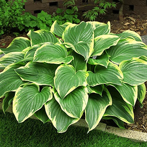 Hosta Wu-La-La, 3 Mehrjährige Hosta Pflanzen, Winterharte Funkein Nacktwurzel Stauden aus Holland (kein Samen, Zwiebeln und nicht künstlich). Perfekt als Bodendecker im Schatten