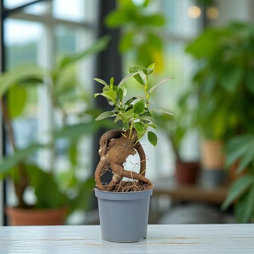 Carbeth Plants Ficus retusa Banyan Tree 2 x 6cm Pot - Mini Indoor Bonsai Tree with Glossy Foliage - Beginner Friendly Easy Care Evergreen Air Purifying Houseplant for Homes, Desks & Zen Décor