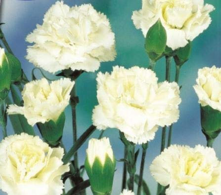 Pcs - 25x Girofle Jeanne Dionis Dianthus Chabaud Graines KS609 - Seeds & Plants Shop by Ipsa