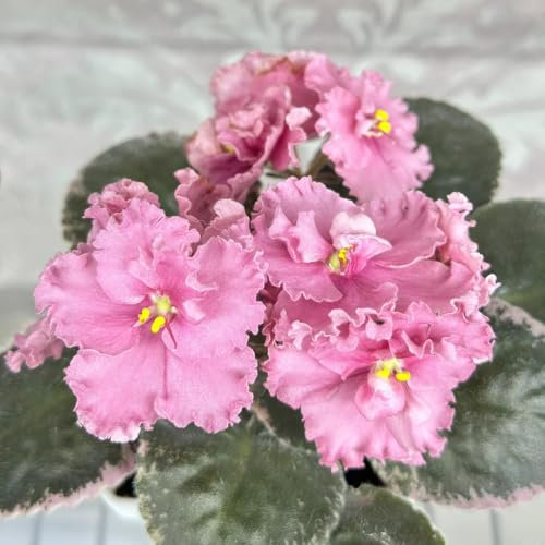 500 pcs Usambaraveilchen Pflanze Kaufen - pflanzenkübel mini garten kräutergarten Saintpaulia ionantha plants praktische geschenke balkon pflanzen winterfest pflanztöpfe luftreinigende