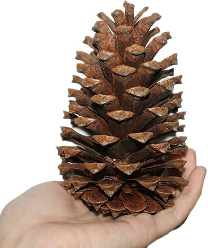10pcs Christmas Decoration 12-15CM Large Natural Pine Cones Xmas Wreaths Garlands Wedding New Year Holiday Party Decoration Ornament Home Decor, Ideal for Arts and Crafts Projects (12-15cm)