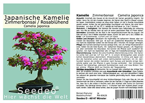 Seedeo® Japanische Kamelie (Camelia Japonica) Zimmer-Bonsai Rosablühend 8 Samen