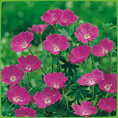 Blutroter Storchschnabel (Geranium sanguineum) - 1 Pflanze