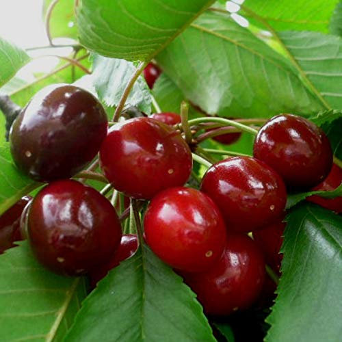 Stella Compact Zwerg Süßkirsche Kirschbaum Buschbaum 110-140 cm 10 Liter Topf auf GiSelA5