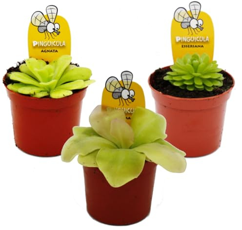 Fettkraut-Trio - 3 verschiedene Pinguicula-Pflanzen im Set - Fleischfressende Pflanze - 9cm Topf