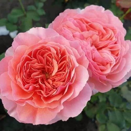 Seeds Hollyhock Double Salmon-Pink 40+ Seeds for Planting Biennial Flower Althaea Rosea Rose Mallow