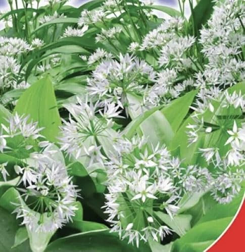 Buy4seeds 8 Seeds Allium ursinum Wild Garlic Perennial Seeds Easy for Grow Garden