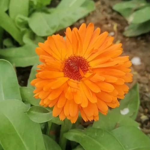 semillas de caléndula orgánicas, caléndula de jardín de rocas resistentes, variedades antiguas, sombra Balcón 125pcs