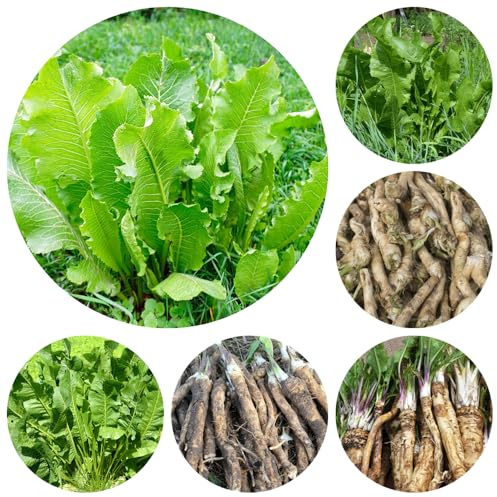 semi di rafano biologici - giardino, varietà antiche balcone resistenti perenni 120pcs
