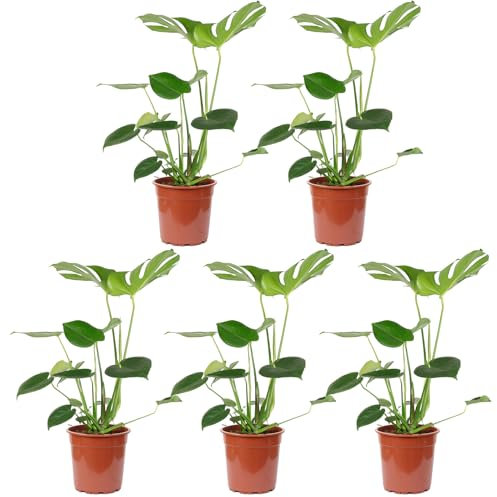 5er-Set Fensterblatt - echte Zimmerpflanze, Monstera Deliciosa - Höhe ca. 75 cm, Topf-Ø 19 cm