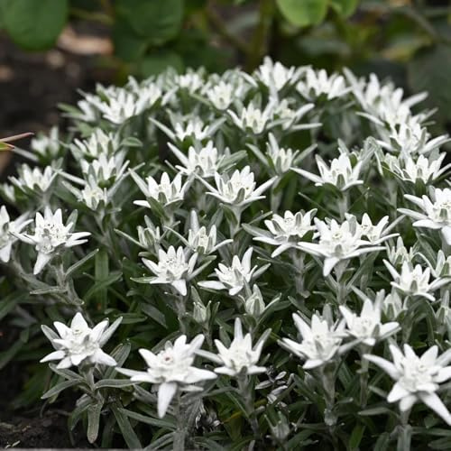semi di stella alpina - balcone resistente esotiche, resistenti giardino 1000pcs
