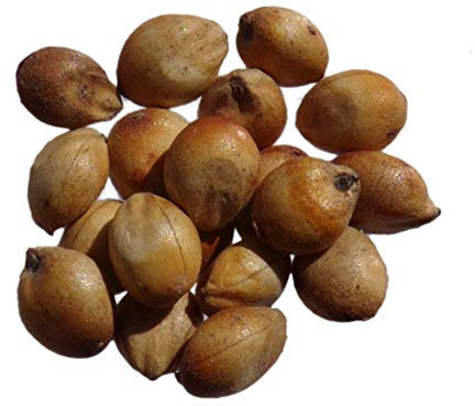 Sorgho Fourrager Susu NT - 3 grammes - Sorgho Sudanense - Sorghum Forage - (Engrais vert) - SEM14