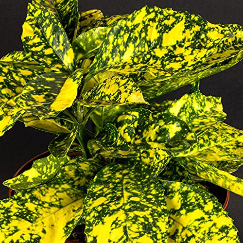 Aucuba Golden Girl - Japanese Laurel | Evergreen Bushy Potted Garden Shrub (15-30cm Incl. Pot)