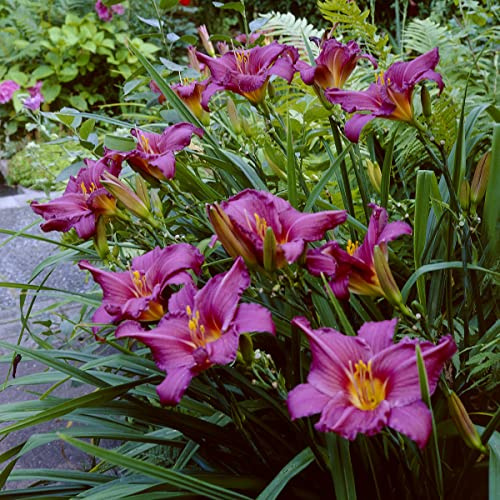 Van Zyverden Daylilies Summer Wine Set of 5 Roots