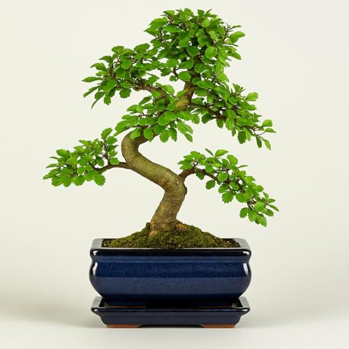 Ulmus parvifolia Bonsaï – Orme chinois d'environ 8 à 10 ans – Pot de 20 cm – Bonsaï d'intérieur facile d'entretien incl. soucoupe d'égouttement – Plante véritable – Livraison rapide