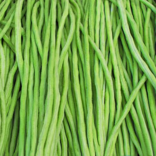 150 piezas medir semillas de frijol - resistentes para jardín, semillas de medir frijol, saladas