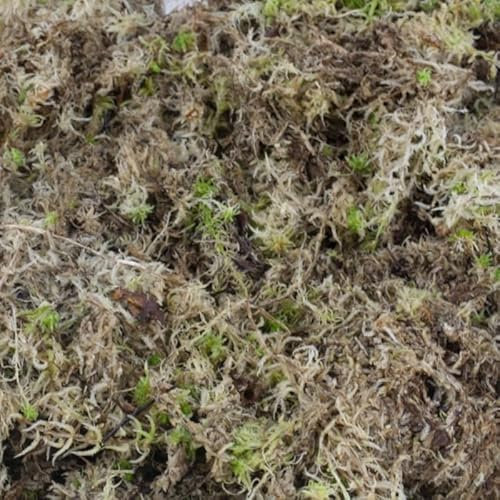 sphagnum-shop.com Lebendes Sphagnum Moos 2 kg für das Terrarium und Moorbeete Orchideensubstrat Monstera Substrat Moosstäbe 2. Wahl