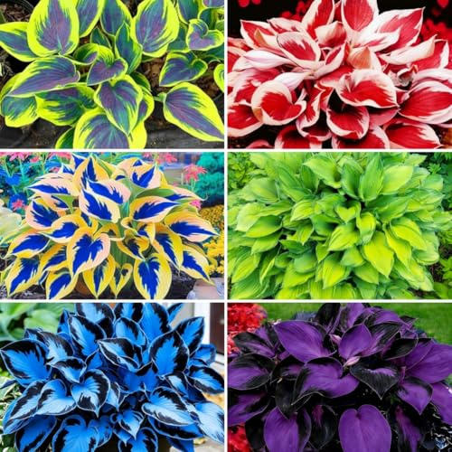 850pcs Premium Perennial Hosta Seeds, High Germination, Low Maintenance, for Outdoor Gardens, Patios and Borders