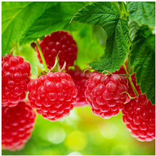 1 'Autumn Bliss' Red Raspberry Cane/Rubus Idaeus 'Autumn Bliss', Big & Tasty 3fatpigs®