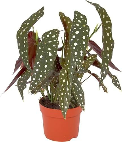 Planta para Casa y Oficina Begonia Maculata Hojas Forma Alas de Ángel