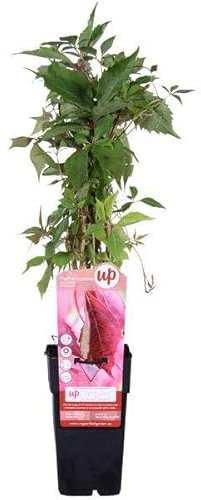 Wilder Wein – Parthenocissus quinquefolia ‘Engelmannii’ – Ø15cm – ca. 65cm hoch – Schnellwachsende & winterharte Kletterpflanze – Grüne Sommerblätter & rote Herbstfärbung