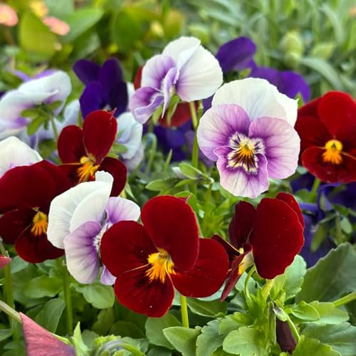 stiefmütterchen samen winterhart - blumen für garten bodendecker winterhart mehrjährig gartenblumen steinpflanzen hängepflanzen 200pcs