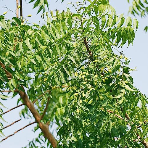 100 Pezzi Semi Di Albero Di Neem - Semi Di Albero Di Neem - Albero Di Neem - Semi Di Alberi, Regali Per Gli Amanti Del Giardino (Melia Azedarach) Alberi Bonzai, Semi Esotici Perenne