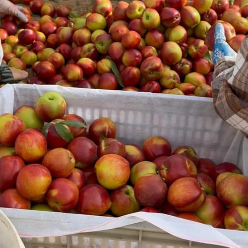 nektarinenbaum winterhart - gartendeko für draußen bio exotische 20samen