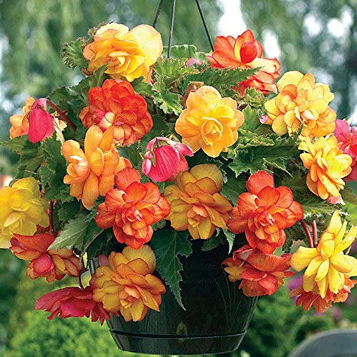 Ultrey Seed House - 100 Pieces Fragrance Begonia Bulbs Flower Seeds Hanging Basket Begonia Collection one of The Most Popular perennials for Shade!