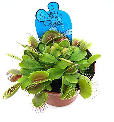 Garden Center Shop | Dionaea muscipula M8 | Planta Carnívora Venus Atrapamoscas | Maceta Compacta | Ideal Interiores y Exterior Protegido | INCLUYE GUÍA DE CUIDADOS