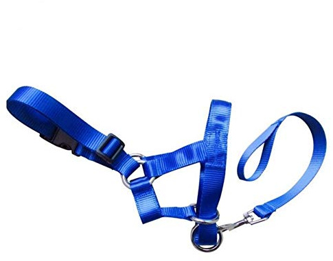 HABADOG Nylon Dogs Head Collar Dog Training Halter Blue Red Black Colors S M L XL XXL Sizes (Color : Blue, Size : XL)