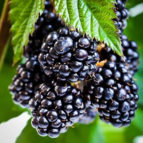 2 Thornless BlackBerry Plants Live for Planting, Sweet BlackBerry Bushes Trees, 5 to 8 Inches Tall, Blackberries Fruit Trees (Ouachita BlackBerry)