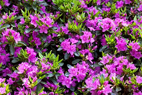 Japanische Azalee Rhododendron obtusum Königstein 10-15 cm winterhart