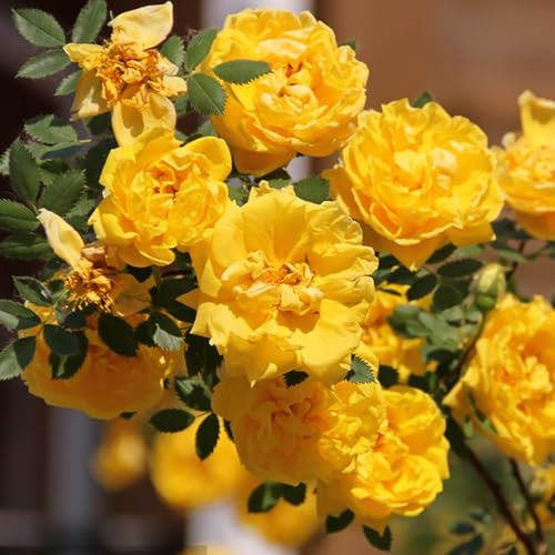 1000 Pcs Graines de Rosier Grimpant, Faciles à Planter, Roses Parfumées pour Jardin, Balcon et Pergola, Idéal pour les Amoureux des Fleurs (jaune)