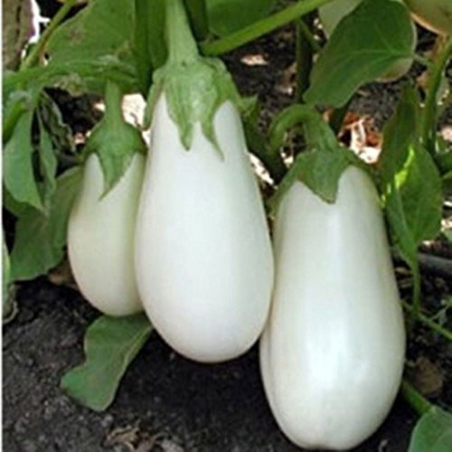 Graine Fraîche Biologique Rare D'Aubergine Blanche Pure Aysberg