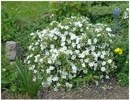 Stauden Gänge 3 x Potentilla fruticosa 'Abbotswood' (Gehölz/Heckenpflanze/Winterhart/Mehrjährig/Bodendecker) Weißer Fingerstrauch - Eleganz in Reinweiß für lebendige Beete - Blühende Hecke