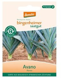 Porree Blaugrüner Winter 1 x 1 Stück