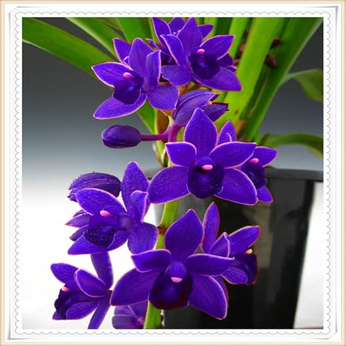 Bulbi perenni di orchidea Cymbidium brillanti, piantagione professionale per splendidi giardini espositivi, 3 lampadine, C