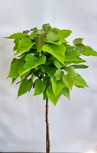 Boule de Catalpa bignonioides 'Nana' tronc 125-150 cm haute, résistant à l'hiver, culture en pleine terre