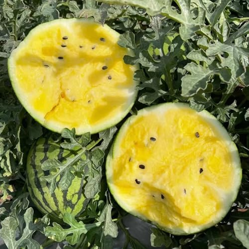 semillas de sandía, decorativas orgánicas comprar melón exóticas decorativas fresca oficina interior 120pcs