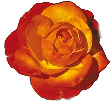 Tempi Moderni®, rosaio vivo Rose Barni®, rosa profumata giallo oro, arancio e vermiglio, pianta vegetazione folta, coltivazione in vaso, aiuole e bordure massive, resistente ai parassiti cod.72100