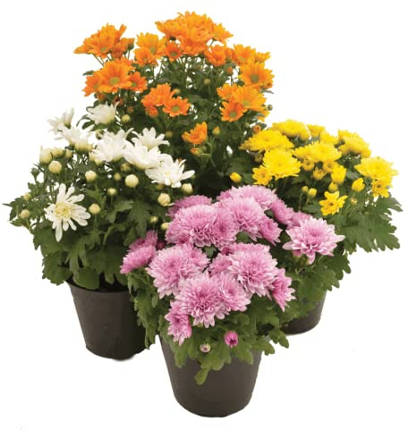 DECOALIVE Margarita Set de 4 Unidades de Chrysanthemum o Crisantemos con Flor Plantas Naturales